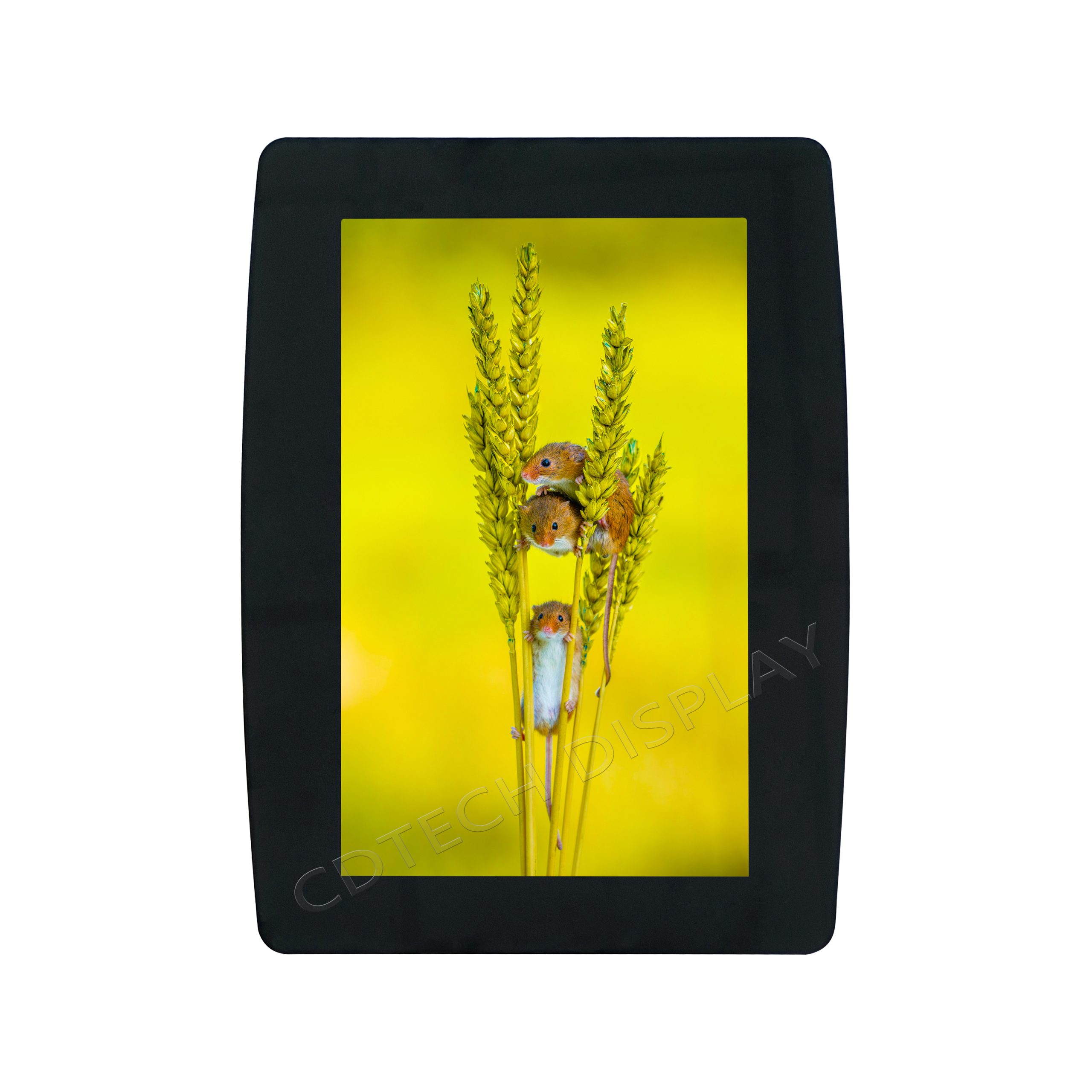 10.1 Inch IPS TFT LCD Touch Display, 800×1280 MIPI Interface -CDTECH